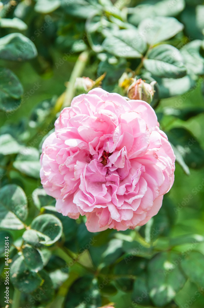 Natural flower background. Amazing nature view of  flowers blooming in garden under sunlight at the middle of summer day.