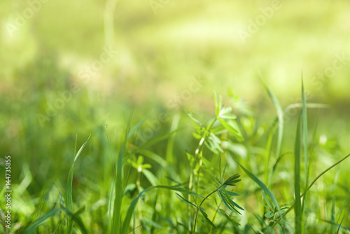 Under the bright sun. Abstract natural backgrounds