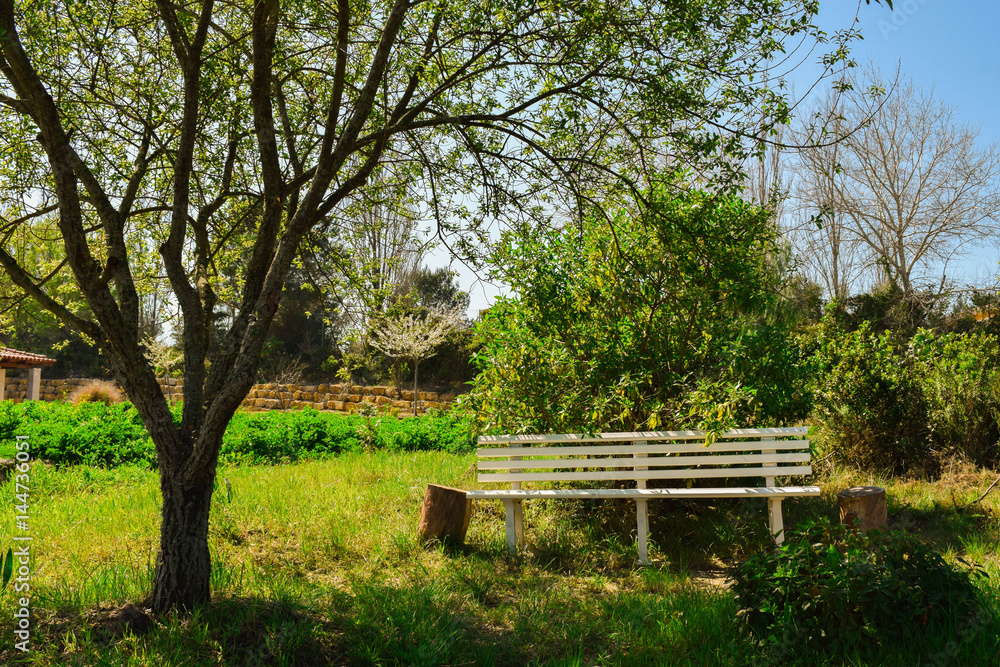 Bench In the midst of nature