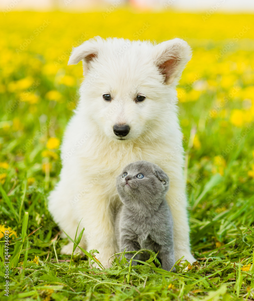 Kitten looking at a puppy on dandelion field Kitten looking at a puppy on dandelion field