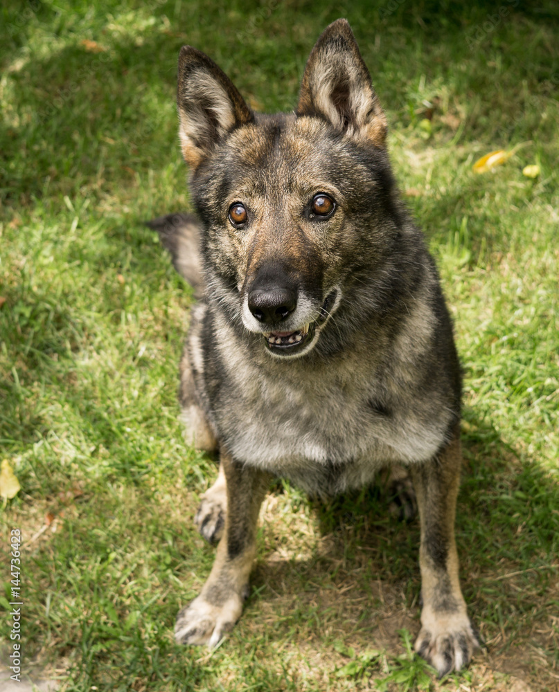 German Shepherd dog playing. Slovakia