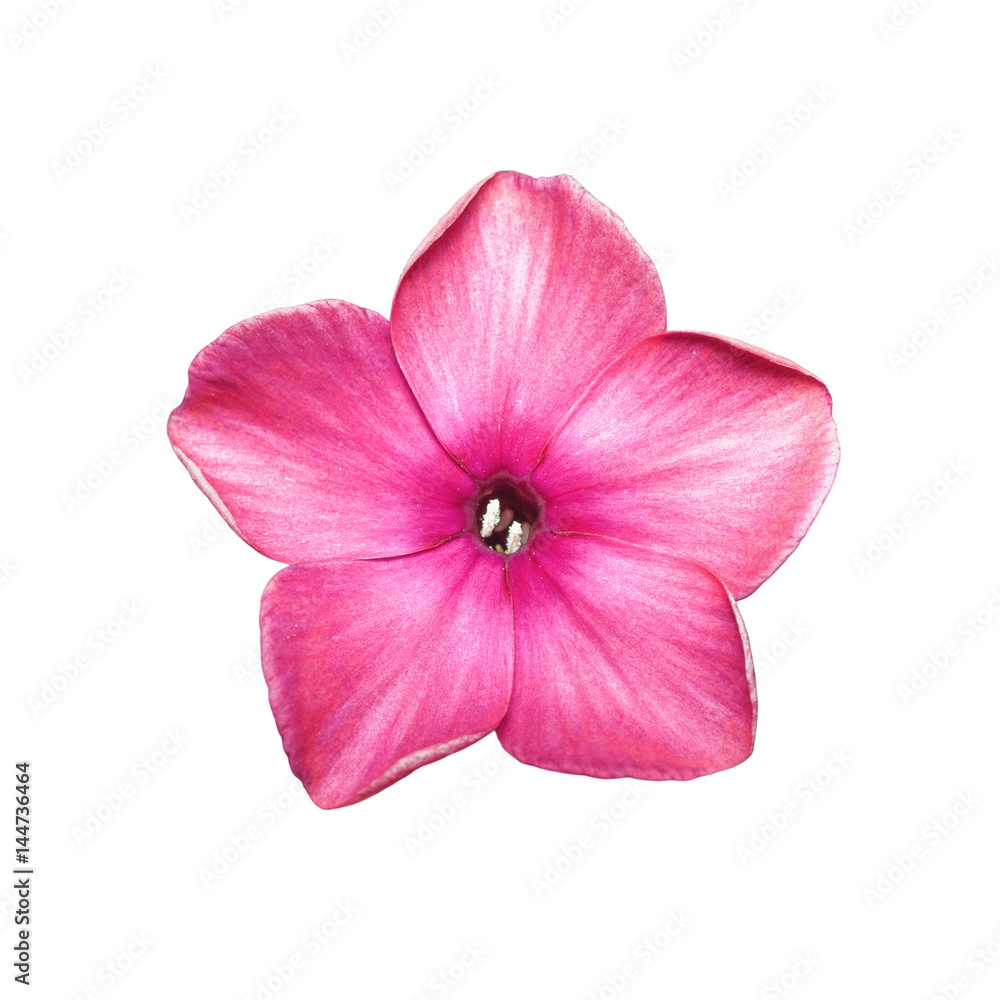 Red Phlox Flower Isolated on White
