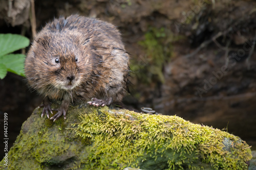 Wild Water Vole