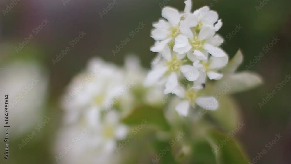 Flowering bush. Macro shooting of flowers, leaf and branches. Flowers are white with yellow in the middle .. Flowering bush. Macro shooting of flowers, leaf and branches. Flowers are white with yellow in the middle ..