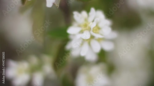 Flowering bush. Macro shooting of flowers, leaf and branches. Flowers are white with yellow in the middle ..