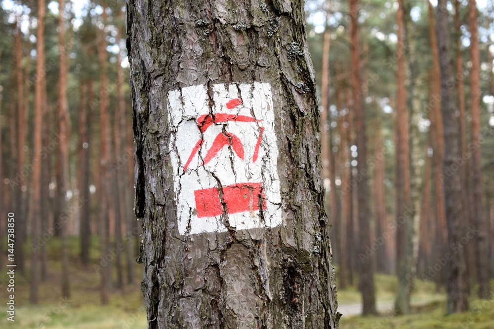 Naklejka premium Nordic walking