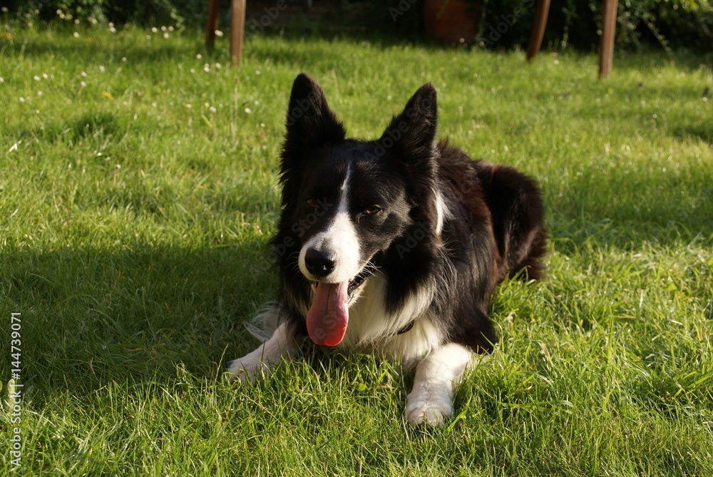 collie dog collie dog