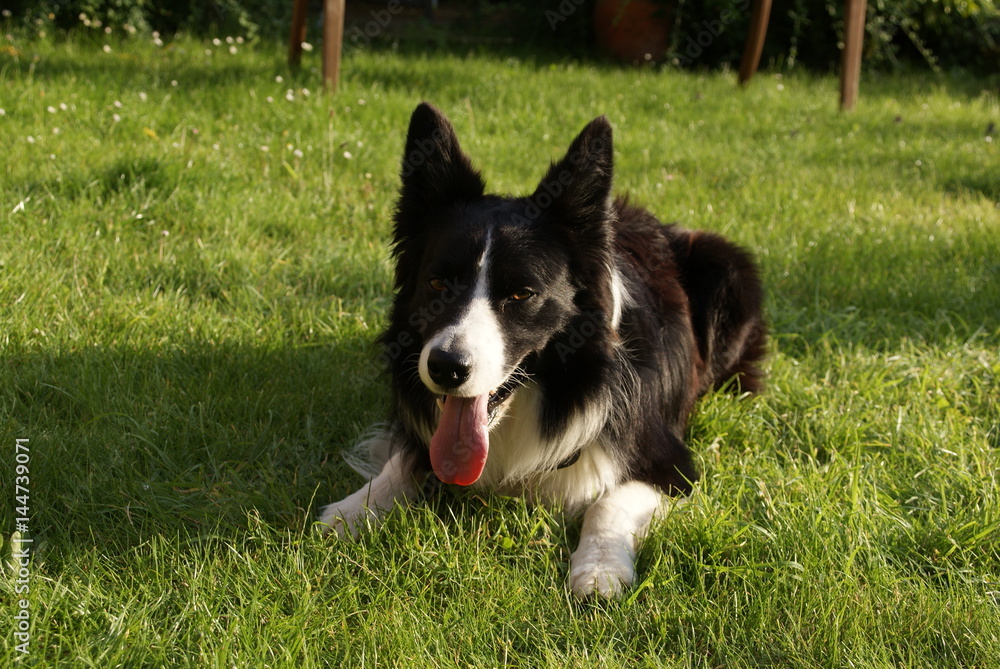 collie dog