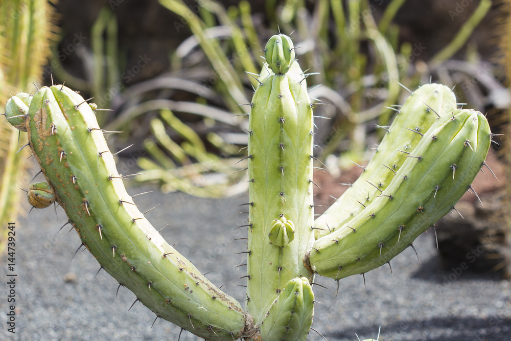 Naklejka premium Typical green cactus plant on a garden