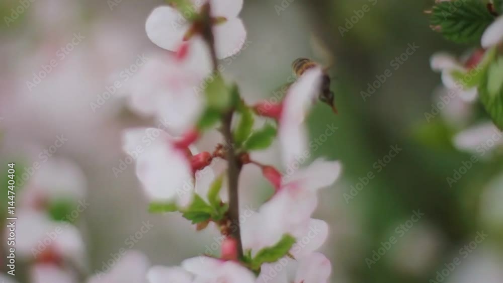 A blossoming cherry bush. Macro shooting of flowers, leaves and branches. The flowers are white with a pink color. The bee collects nectar and pollinates. Flying bee A blossoming cherry bush. Macro shooting of flowers, leaves and branches. The flowers are white with a pink color. The bee collects nectar and pollinates. Flying bee