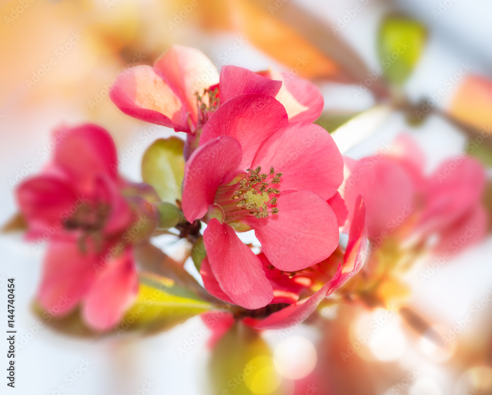 Obraz premium Floraison printanière