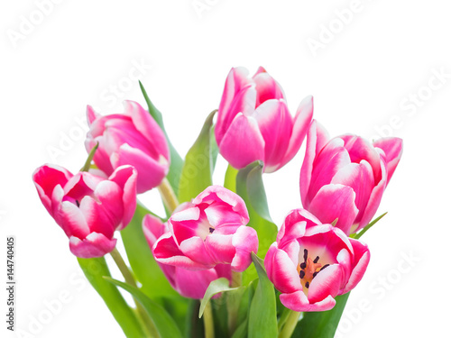 Beautiful Bouquet of Pink Tulip Flowers Isolated on White © nechaevkon