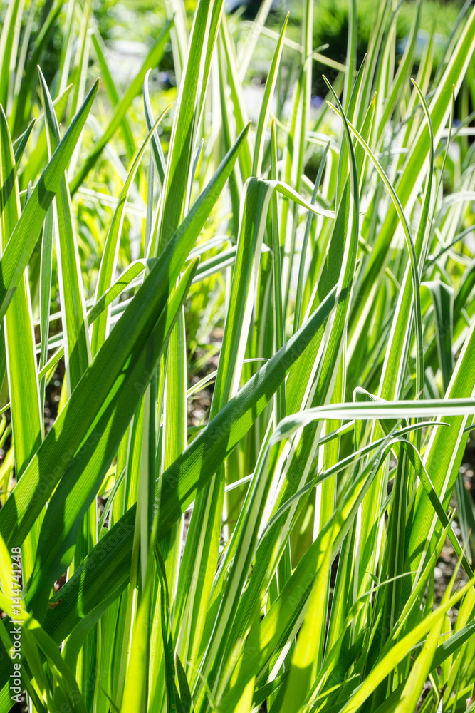 Naklejka premium Gras im Frühling