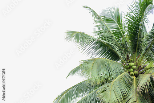 Coconut palm tree isolated on white background. © sakarin14