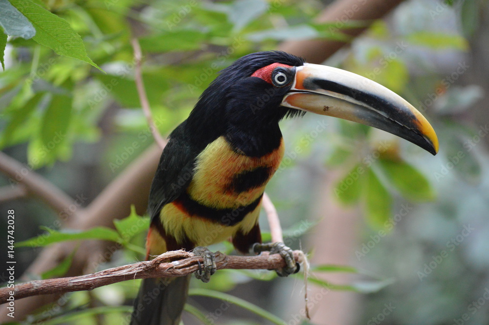 Obraz premium Tropical bird