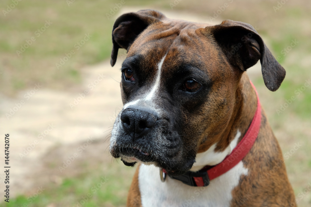 Boxer dog portrait