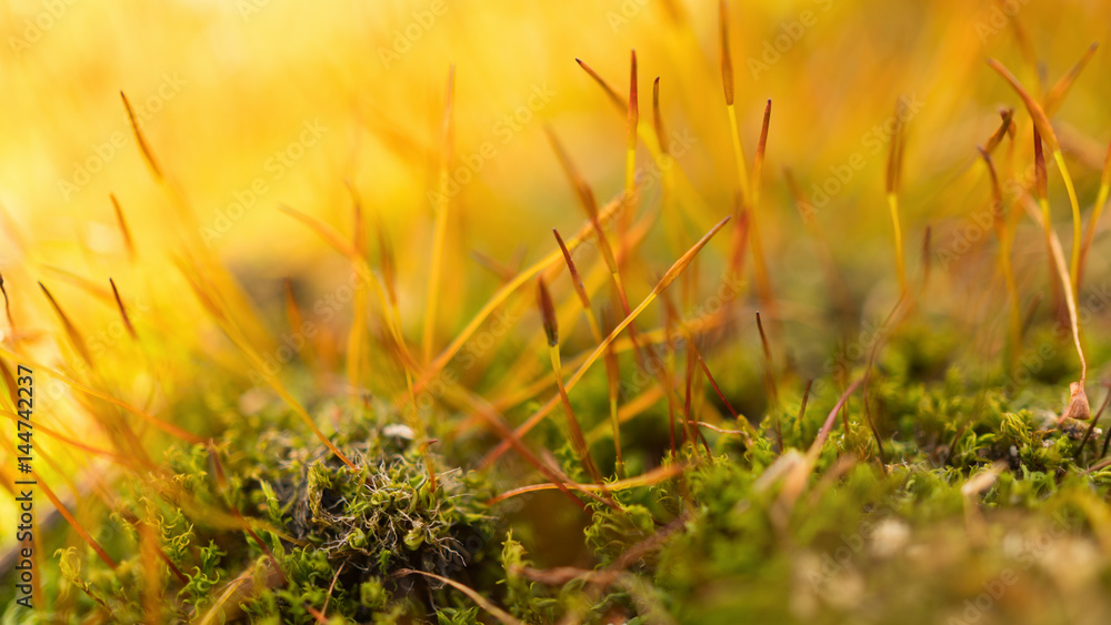 Green yellow macro moss and grass on summer sunlight. Copy space, close up, soft focus, horizontal abstract. Beautiful blurred foliage sunny background.