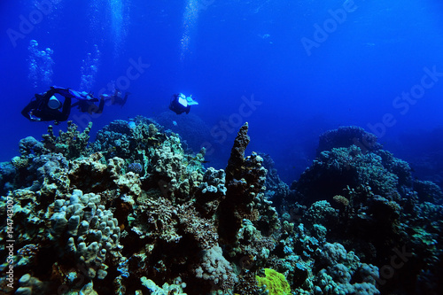 Fototapeta Naklejka Na Ścianę i Meble -  divers underwater landscape