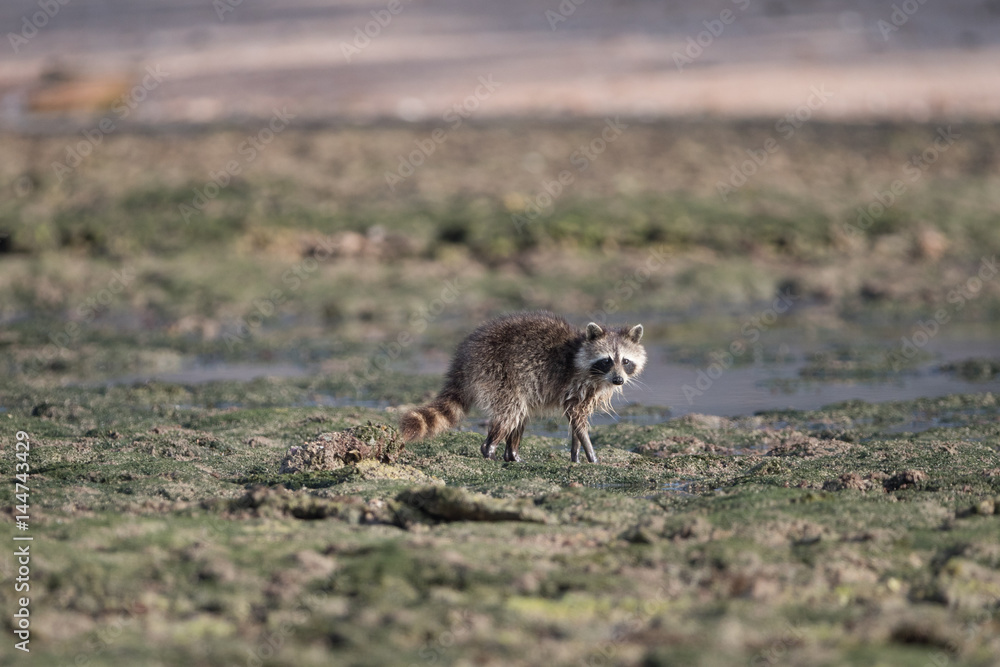 Naklejka premium Raccoon