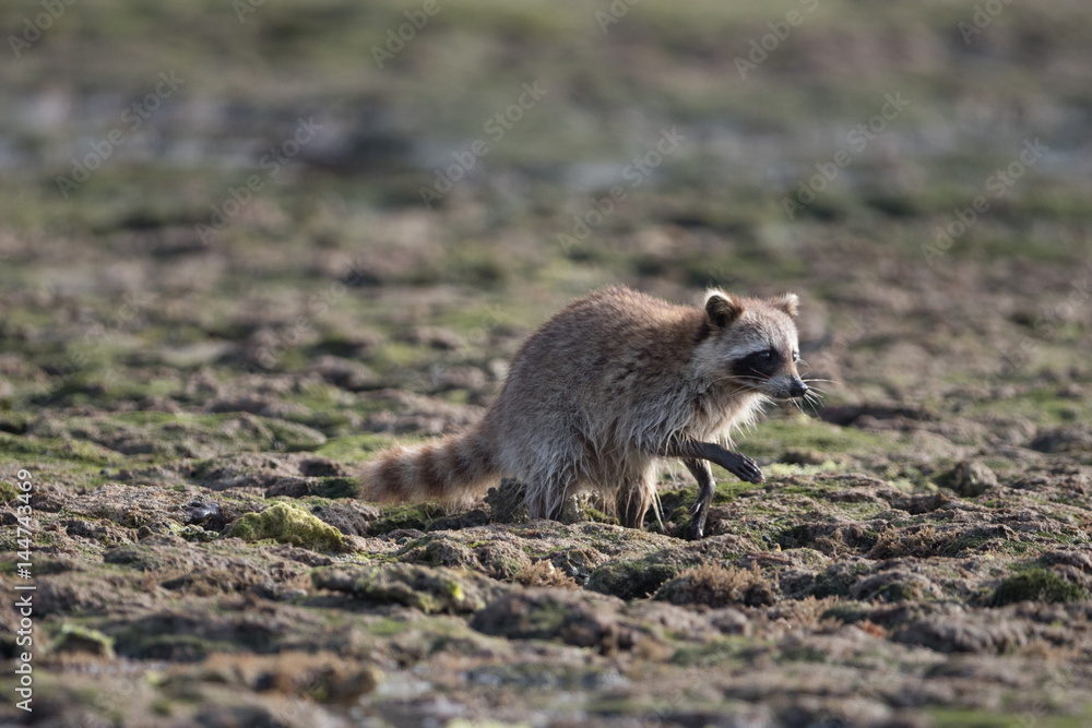 Fototapeta premium Raccoon