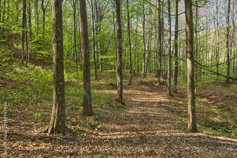 Forest of beech trees