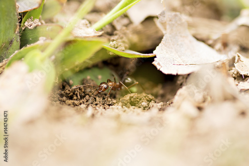 Red ant emerging from nest