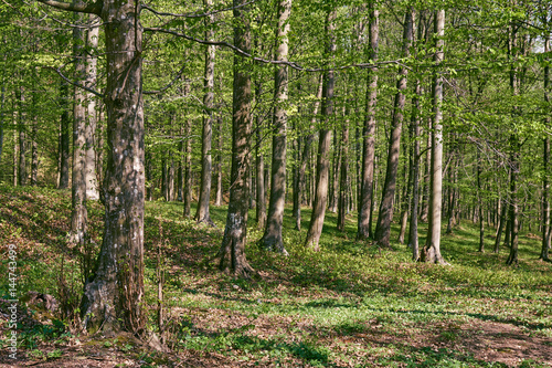 Forest of beech trees