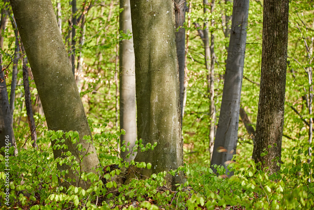 Naklejka premium Forest of beech trees