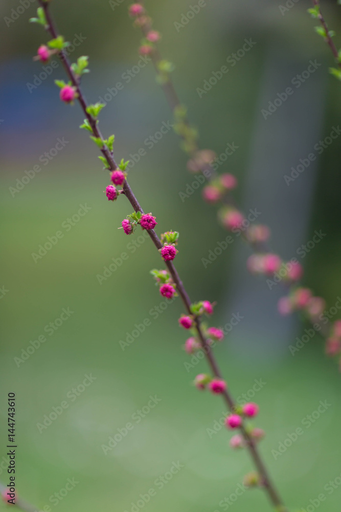 Knospen im Frühling