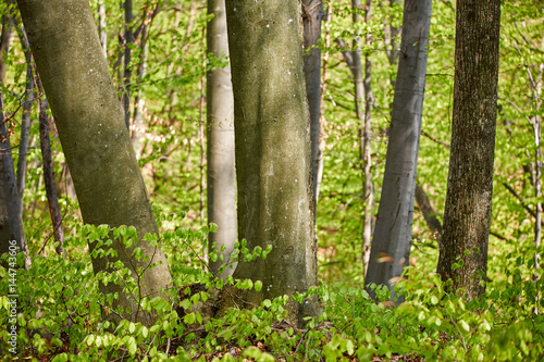 Forest of beech trees