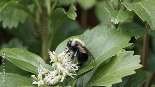 Bee pollinating in the pachysandra