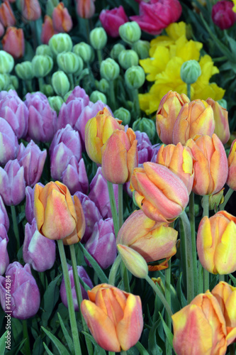 Colorful tulips bunch