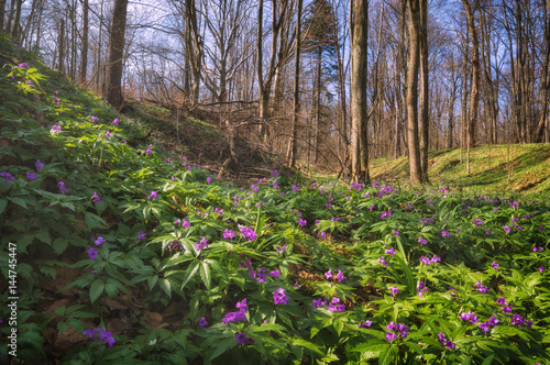 Wallpaper Mural Many purple flowers in a spring oak forest Torontodigital.ca