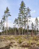 Natural regeneration in pine forest