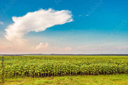 Rural landscape with large field of ripe sunflowers. Summer agricultural scene.