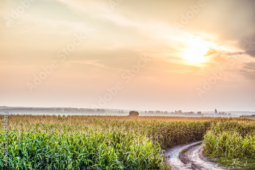 Fototapeta Naklejka Na Ścianę i Meble -  Evening rural landscape with a foggy horizon in backlight sunlight. Russian village with Church on the horizon in fog over corn field. Country dirt road in the field.