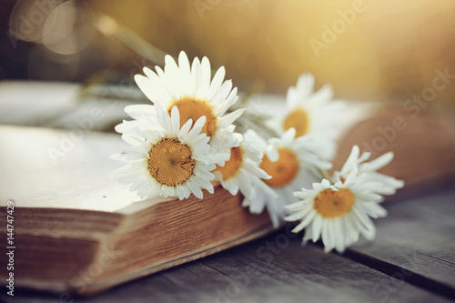 Bouquet of camomiles lies on the old  open book.