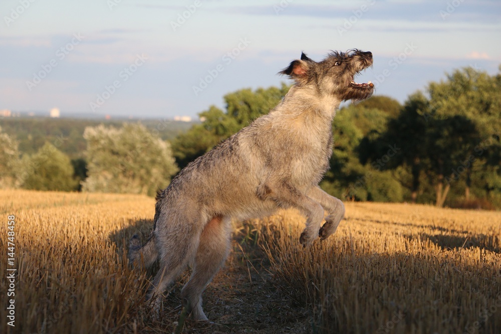 Fototapeta premium Riesenschnauzer hat Spaß im Stoppelfeld