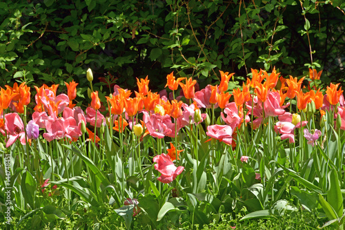 tulipani piantati nel campo, composizione floreale