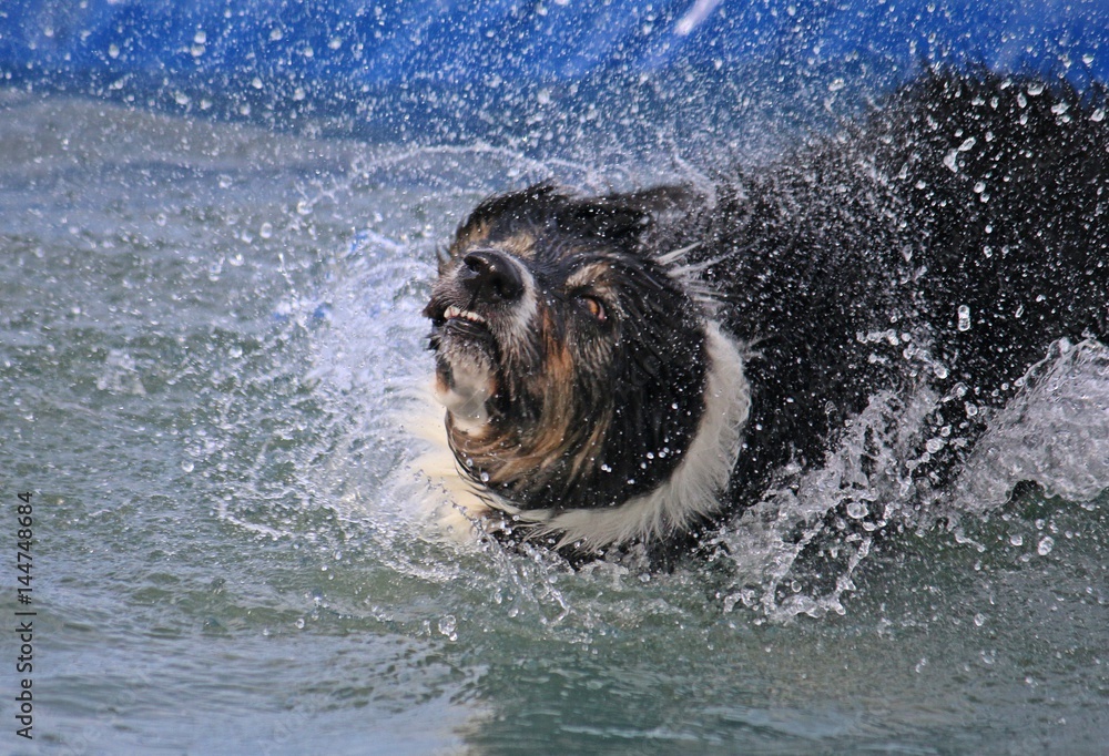 Obraz premium Border Colli wasserspaß