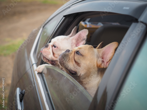 French bulldog in the car window