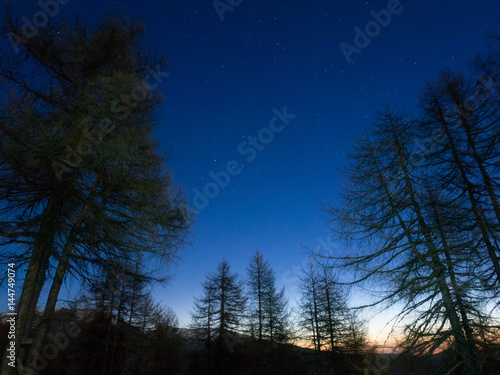 Cielo stellato all'alba nella foresta