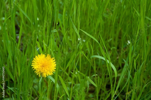 One lonely delicate white shepherd's purse flower among fresh green grass field. Shallow depth of focus. Spring concept. 