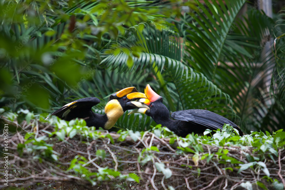 Two hornbill are playing together. Two hornbill are playing together.