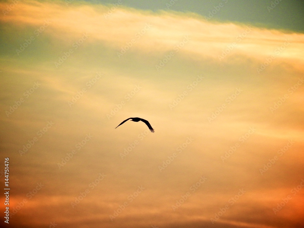Obraz premium Birds in flight