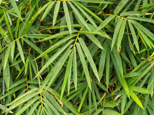 Texture of a thick bush of long green bamboo leaves during spring. Nature and backgrounds concept.