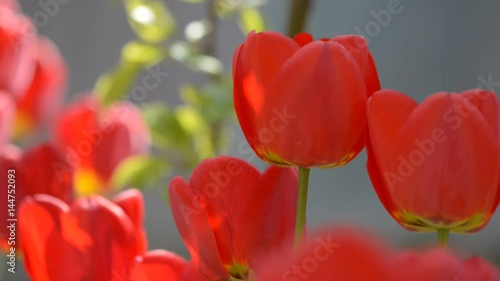Tight shot of red tulip flowers waving in wind