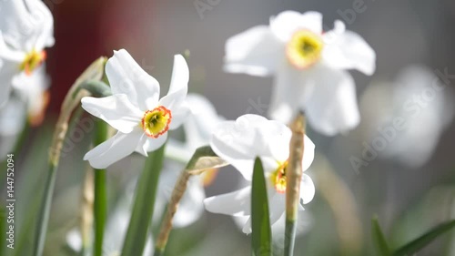 white daffodils, Spring booming flowers with morning light in the garden