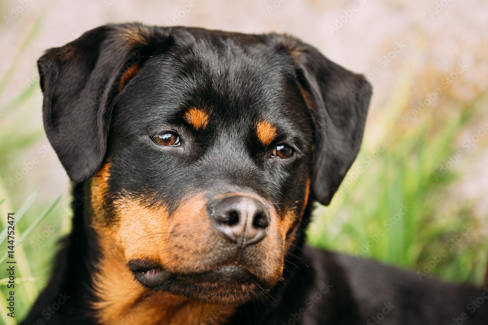 Young Black Rottweiler Metzgerhund Puppy Dog Play In Green Grass Young Black Rottweiler Metzgerhund Puppy Dog Play In Green Grass