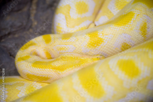 Close-up detail of an albino ball python coiled up asleep, Thailand. Animals and travel concept.